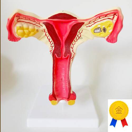 女性生殖器子f宫模型阴道卵巢教学模具病理变化产科普厂家直销包
