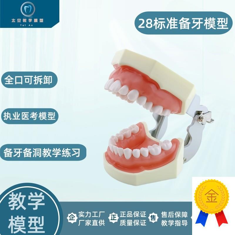 备牙练习模型牙科模型牙齿模型仿真练J习牙科口腔教学备牙模型
