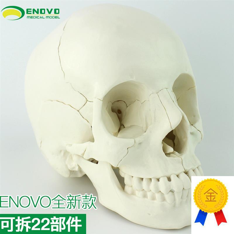 ENOVO颐诺医学用人体头骨模型头颅骨拼装可拆美容U微整形教学头骨