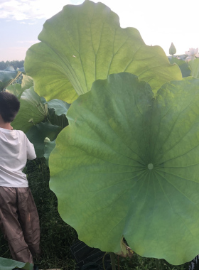 洞庭湖荷叶新鲜现采摘泡茶教学实验天然根茎小荷尖梗杆子干莲蓬壳