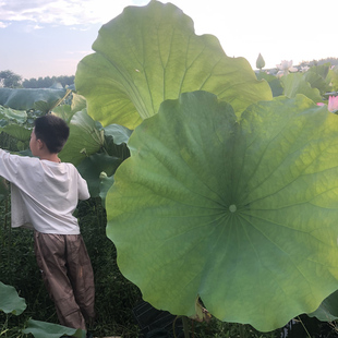 洞庭湖荷叶新鲜现采摘泡茶教学实验天然根茎小荷尖梗杆子干莲蓬壳