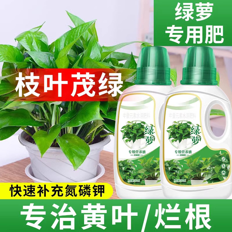 绿萝营养液通用型水养花植物图片