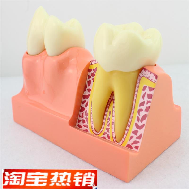 ENOVO颐诺牙体分解模型牙齿解剖模型 口腔科教学牙体解剖形态模型