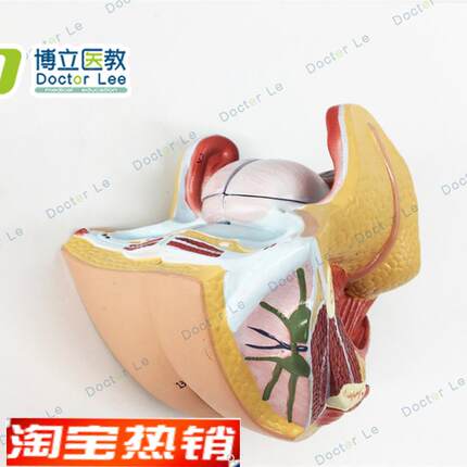 女性生殖器解剖 女性内外生殖器层次解剖模型 女性阴道子宫解剖