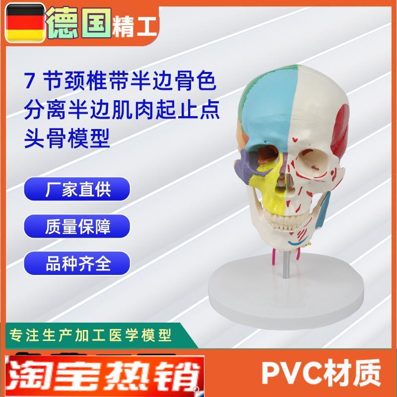 7节颈椎带半边骨色分离半边肌肉起止点头骨模型 医药教学器材