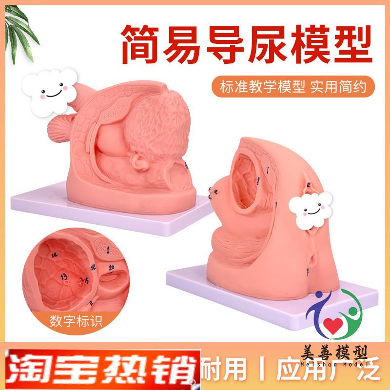 男性内外生殖器解剖及男性导尿模型 男性泌尿系统生殖系统模型
