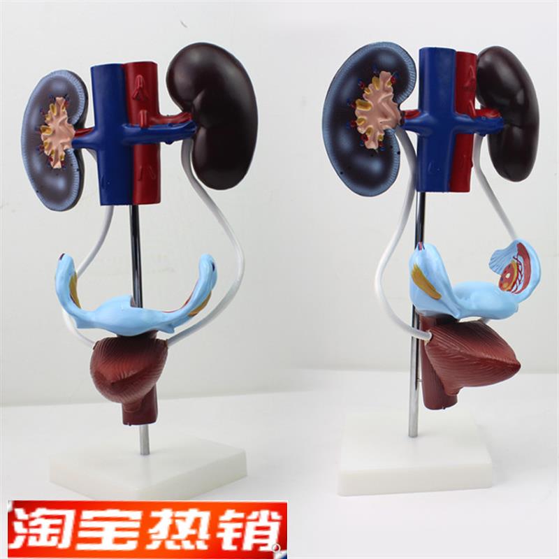 女性泌尿生殖系统解剖模型