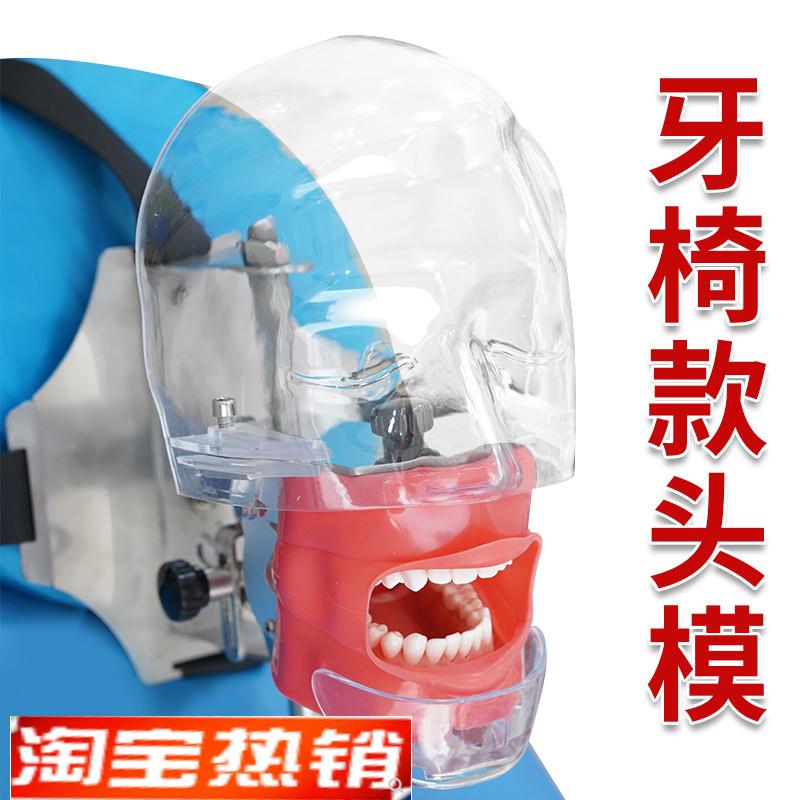 口腔头模仿真头颅牙科材料备牙模型简易练习牙模离体牙根管树脂牙