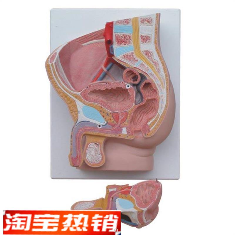 男性盆腔正中矢状解剖模型2件 人体盆腔切面解剖 计生教具模型