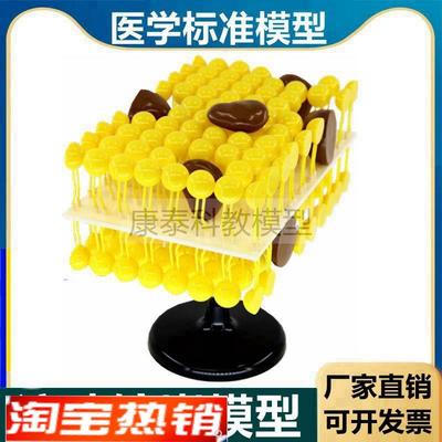 细胞膜流动镶嵌模型脂质糖蛋白生物膜初中 高中生物课用器材 医用