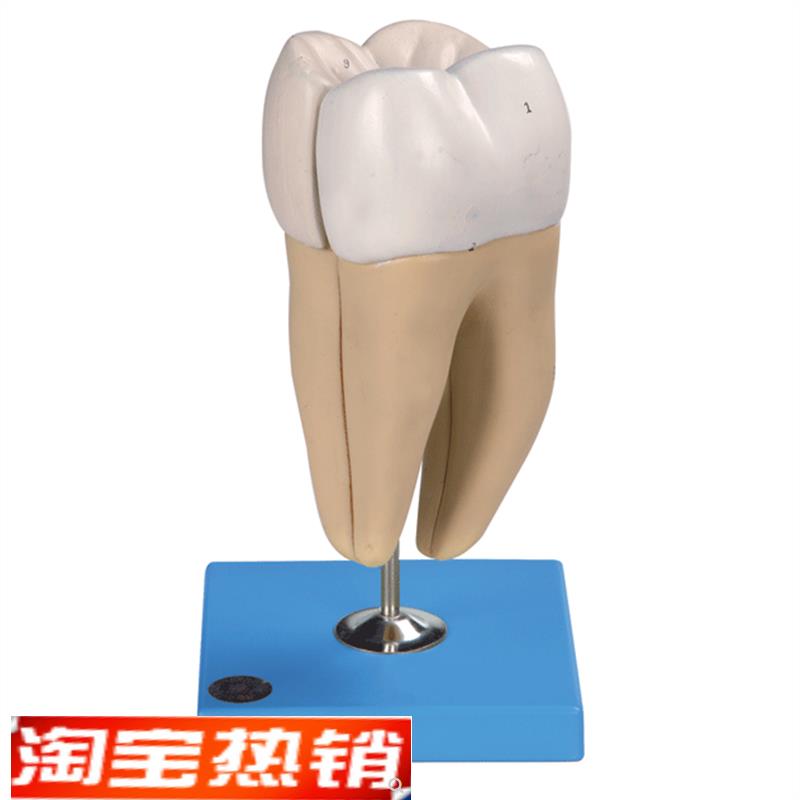 磨牙有两个牙根模型B10004/4
