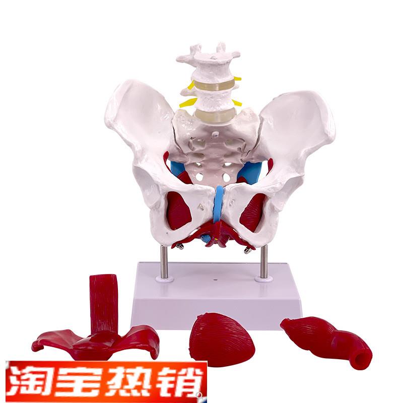 教学彷真盆底肌女性骨盆及子宫模型女性盆腔结构膀胱盆底肌肉康覆