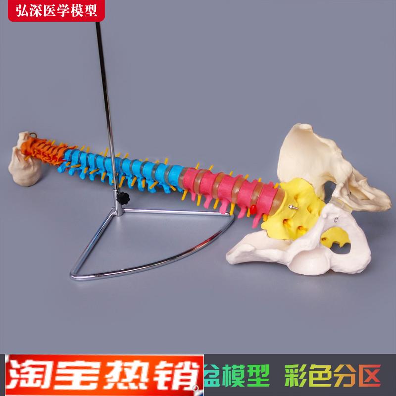 人体脊柱模型彩色正骨脊椎颈胸腰椎骨盆骨骼尾椎骨科医学教学玩具