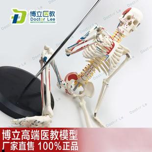 85cm人体骨骼模型医用教学模型有支架小骨架模型骨科可拆卸