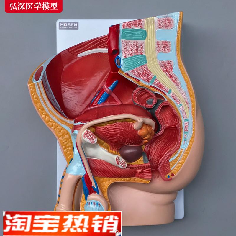 男性生殖系统模型人体矢状解剖面结构造骨盆腔医学示教学模具玩具