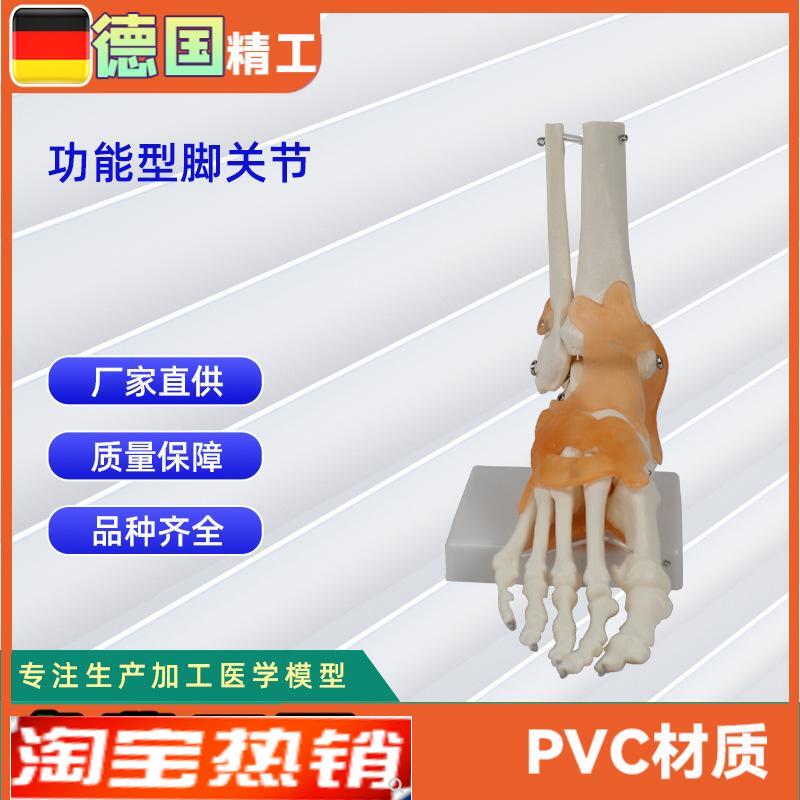 功能型脚关节模型 人体关节模型教学模型脚骨