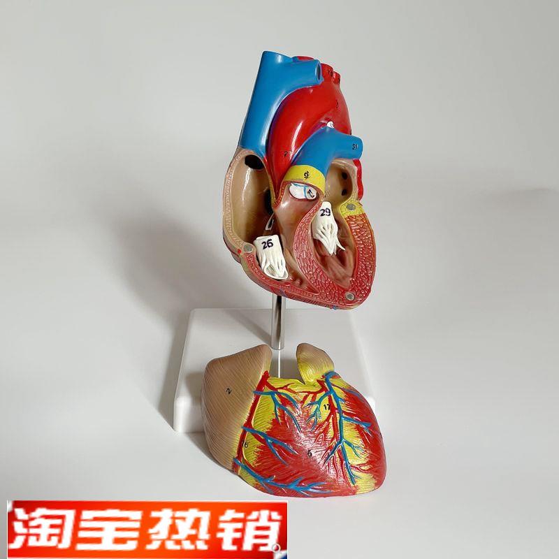 1:1心脏模型成人自然大可拆卸带标识动脉瓣二尖瓣心血管超声教学