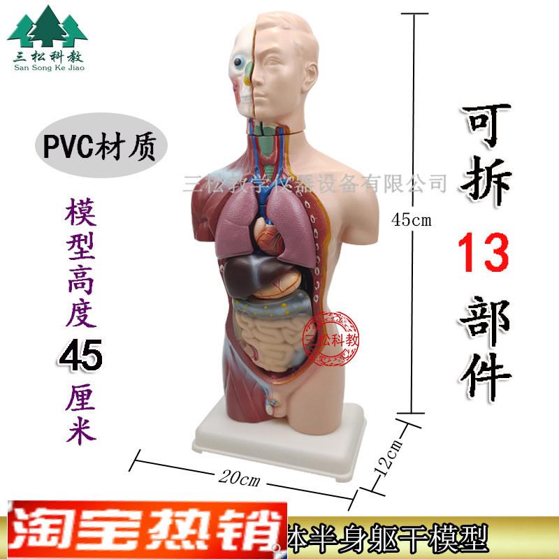 幼儿园区发现室 生命 认识人体器官模型少年人体半身模型器材