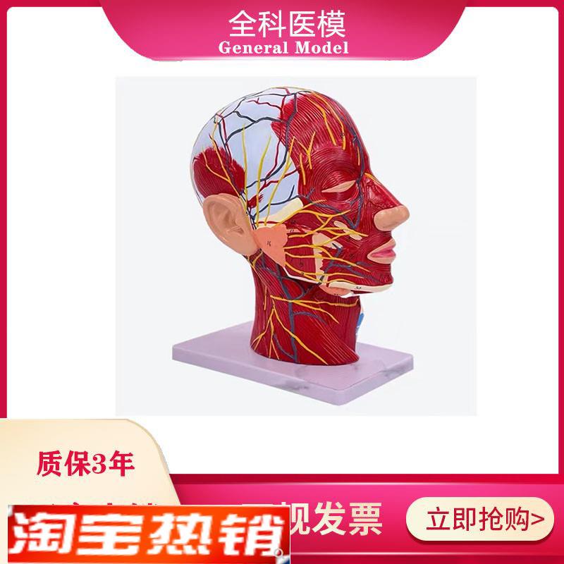 鼻腔咽喉解剖人体头骨带肌肉神经血管模型