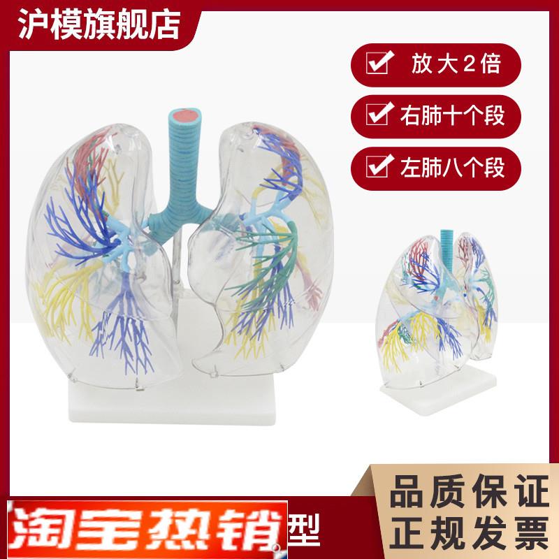 沪模HM/XC330透明肺段模型 肺部解剖示教人体解剖学气管教具支气