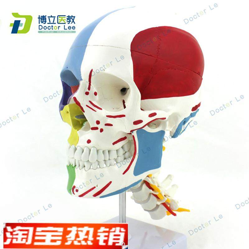 彩色 人体头颅骨模型 头骨色性分离模型 11仿真头骨带颈椎模型