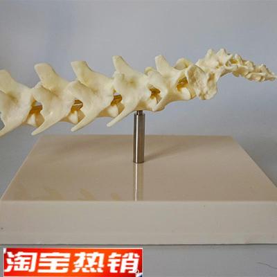 狗脊椎模型 狗骨架 犬科犬骨架犬骨骼动物骨骼 宠物兽医教学模型