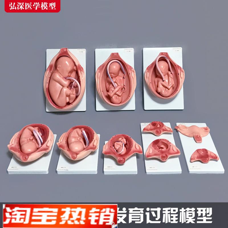 胎儿生长发育过程模型女性怀孕妊娠十月分娩妇幼保健妇产科学1比1