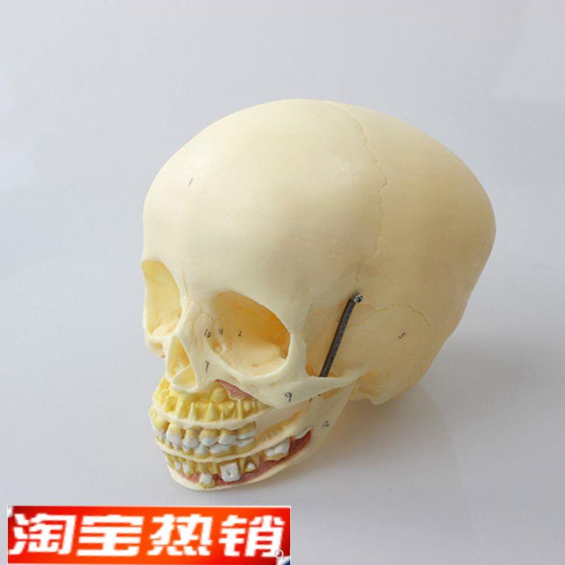 瑞泰医学模型儿童头骨上颚下颌骨口腔牙齿1比1仿真婴儿颅骨囟门缝