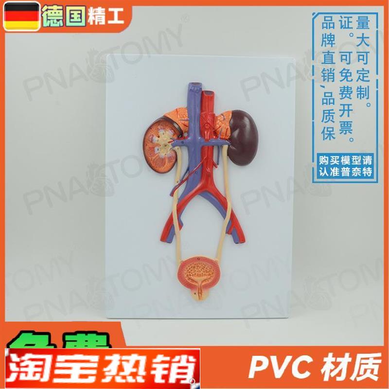 德国】人体泌尿系统膀胱输尿管尿道肾脏解剖模型 生殖泌尿科男科