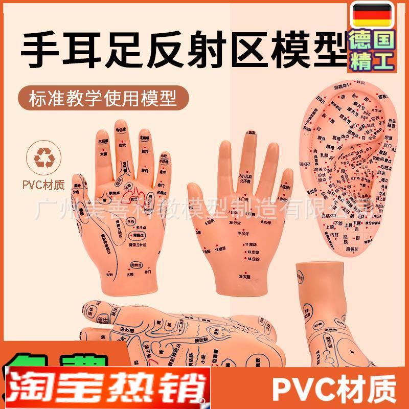 针灸足底脚模反射眼睛图脚穴位模型足部底耳模耳朵手经络手部推拿