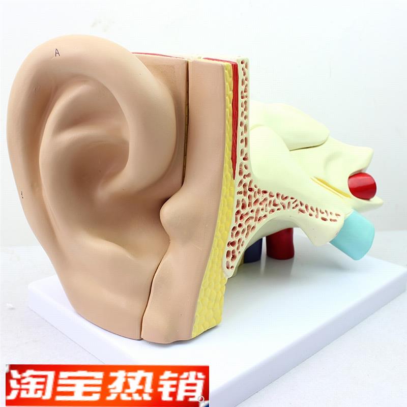 ENOVO颐诺 医学人体耳朵模型外耳中耳内耳耳鼻喉科听觉系统模型模