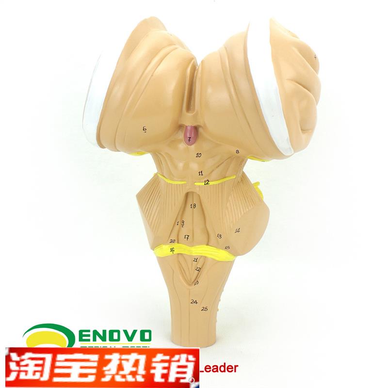 ENOVO颐诺 脑干放大模型 脑干延髓脑桥中脑神经医学用大脑模型系