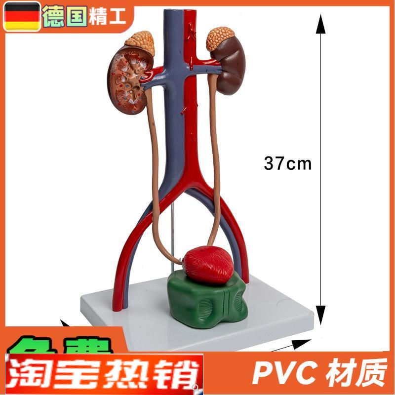 德国】1比1泌尿生殖系统模型 肾脏解剖模具 膀胱输尿管结构造立体