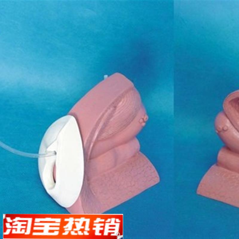 女性导尿演示模型泌尿系统计生医用教学人体模型