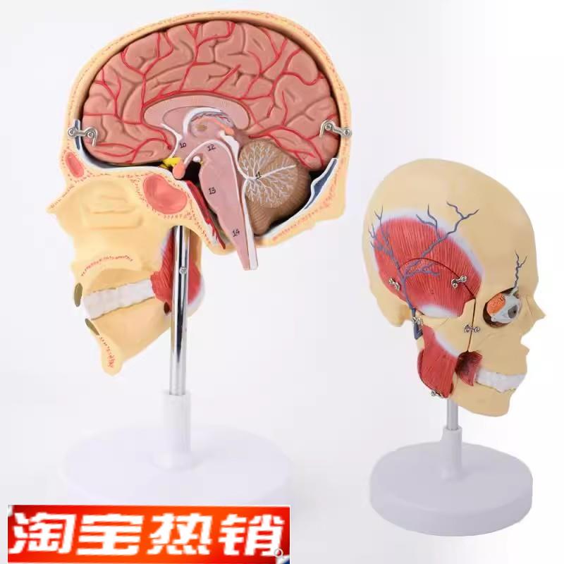 ENOVO颐诺人体咀嚼肌模型 颞颌关节颌面部解剖肌肉神经动静脉三叉