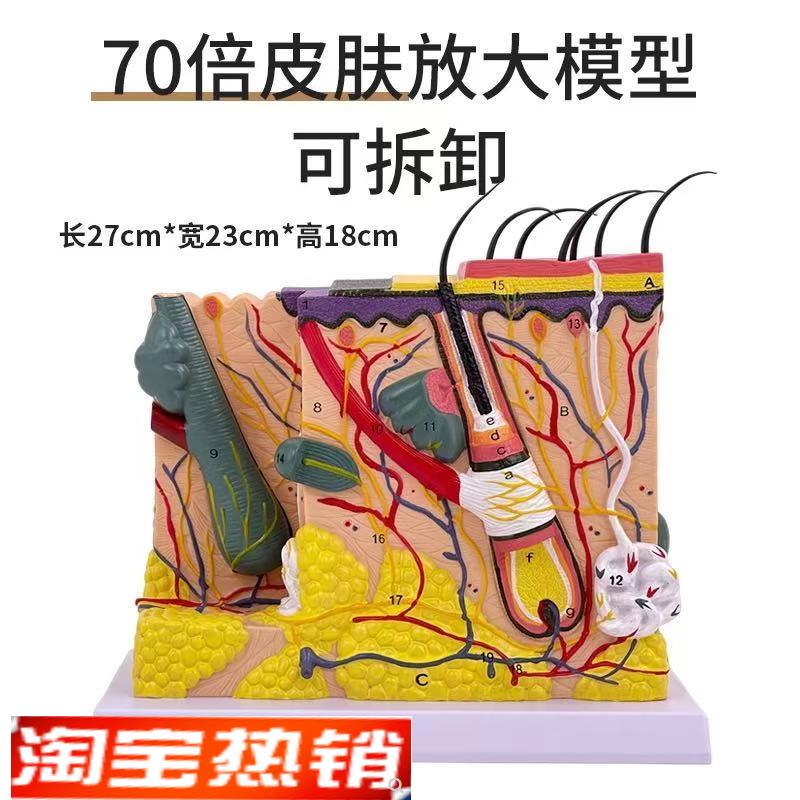 70倍人体皮肤组织结构放大解剖模型医学美容整形立体皮肤放大模型