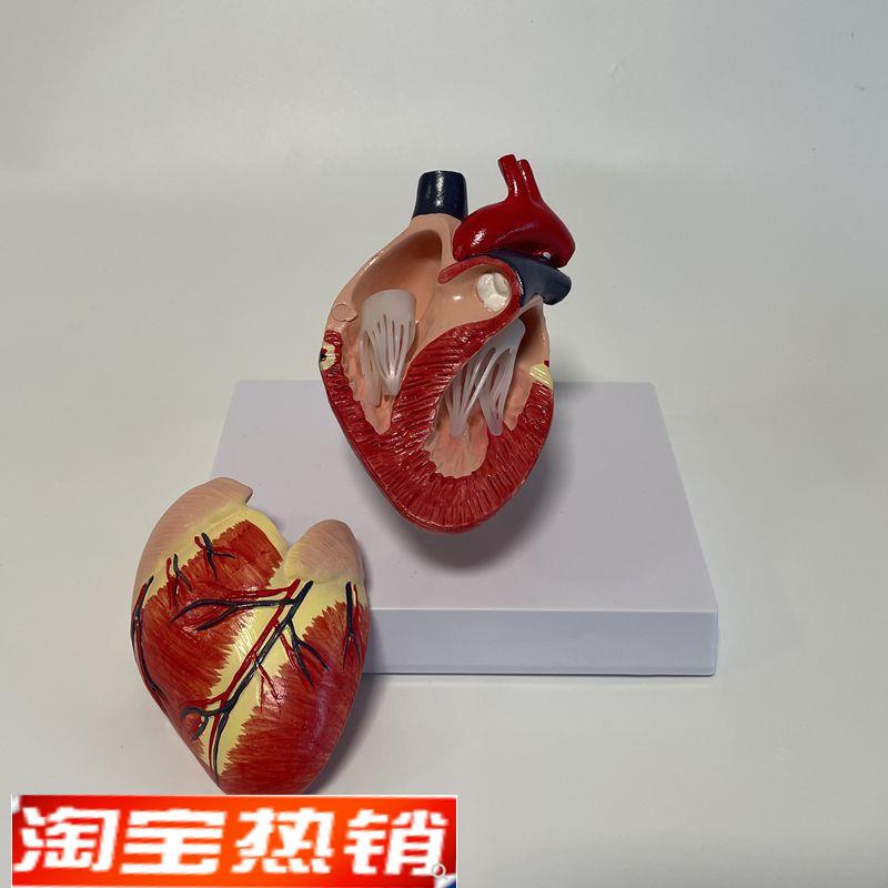 犬心脏模型可拆卸带标识说明狗狗心脏标本真实倒模动物内脏兽医用