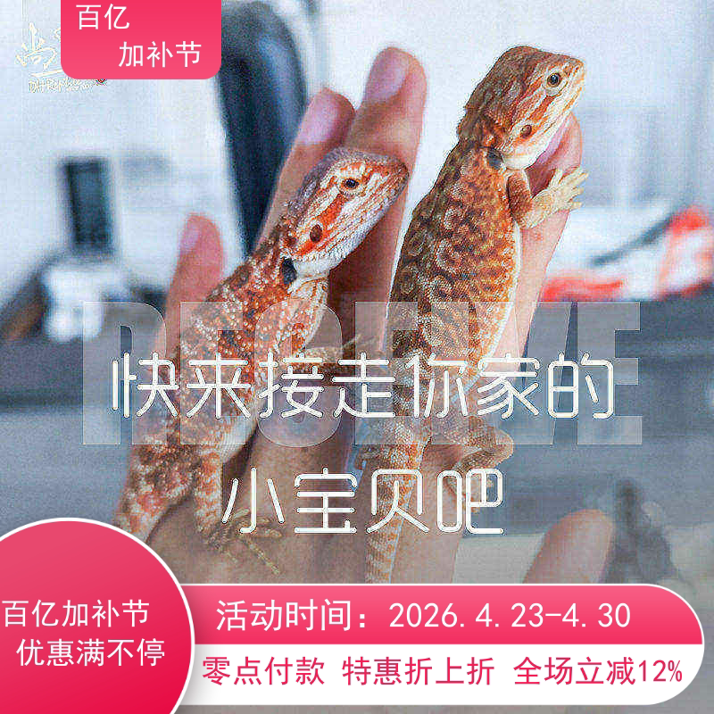 鬃狮蜥蜴活的宠物幼体入门级爬宠异宠温顺不咬人柑橘红系超白zero