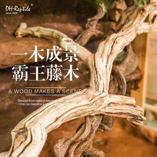 霸王藤木热带雨林爬宠造景素材藤条藤蔓爬虫箱宠物蜥蜴蛇箱景观