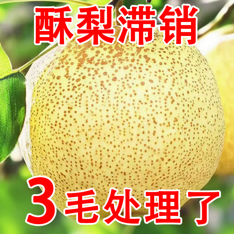 现摘砀山梨新鲜梨子10斤水果梨应季现摘整箱安徽特产汤山酥梨包邮