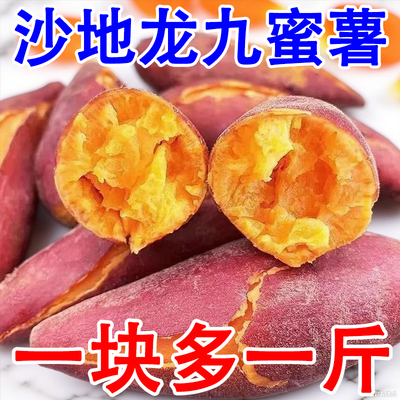 沙地龙九蜜薯红薯新鲜9斤番薯农家现挖烤地瓜山芋红薯自种黄心