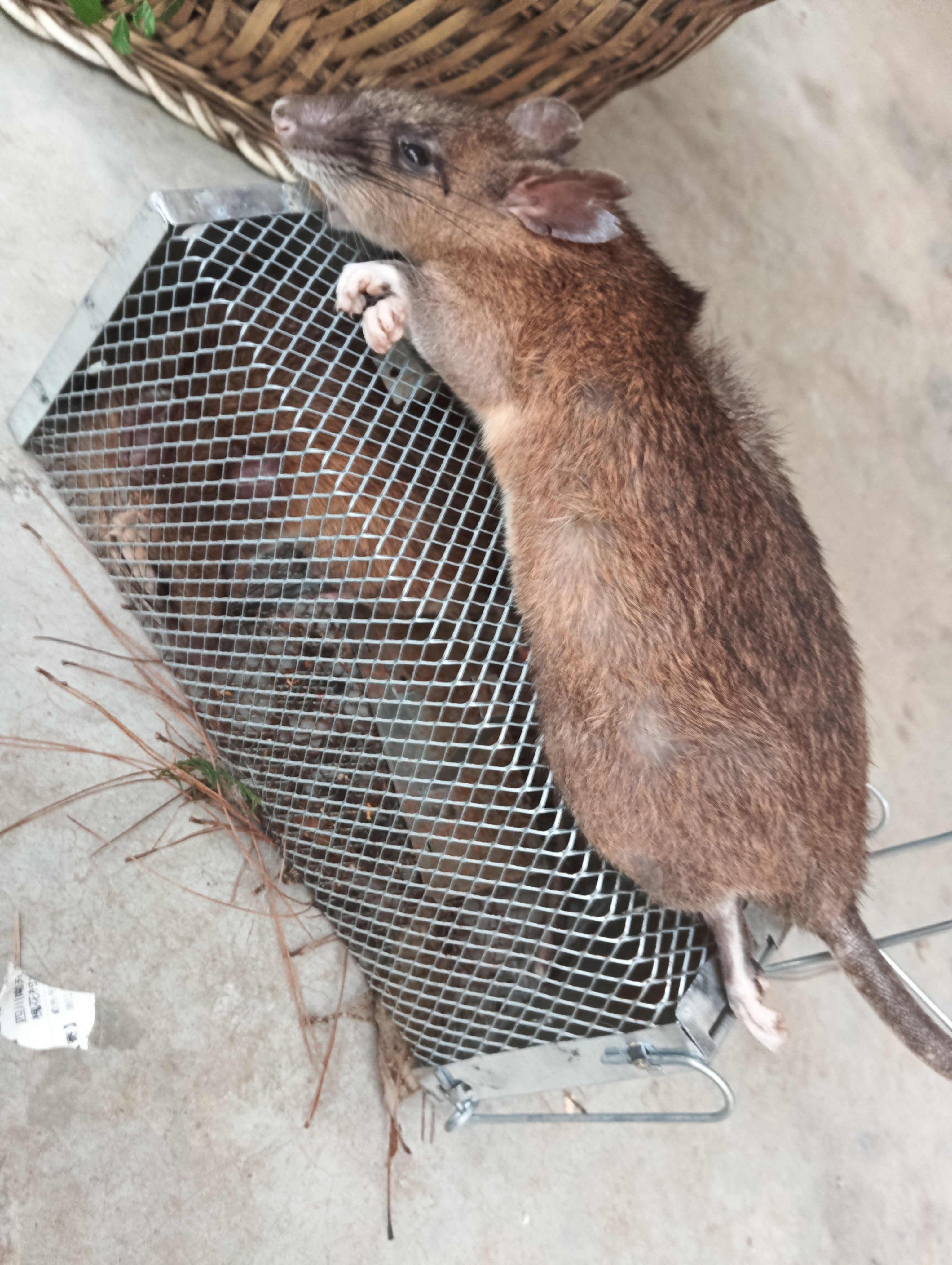 鼠田鼠鼠新鲜干特产白肚老鼠五斤