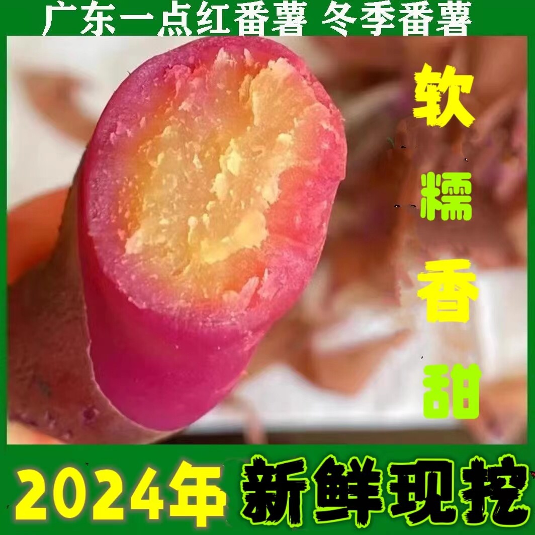 正宗广州南沙一点红番薯新鲜现挖冰淇淋红薯板栗薯农家自种蜜薯