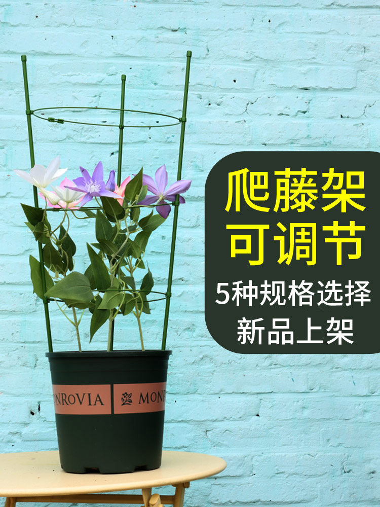 三角梅爬藤架三角梅造型支架阳台专用花架固定支架植物防倒伏支架