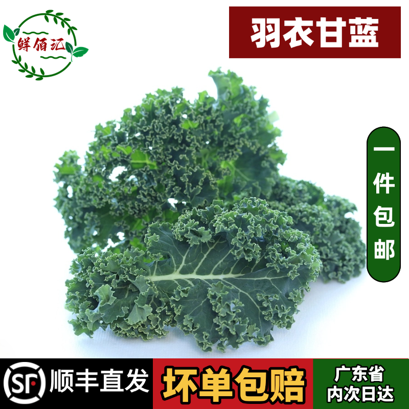 云南新鲜羽衣甘蓝西餐菜基地直发
