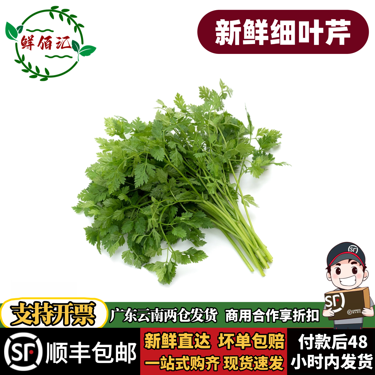 云南新鲜细叶芹西餐酒店摆盘包邮