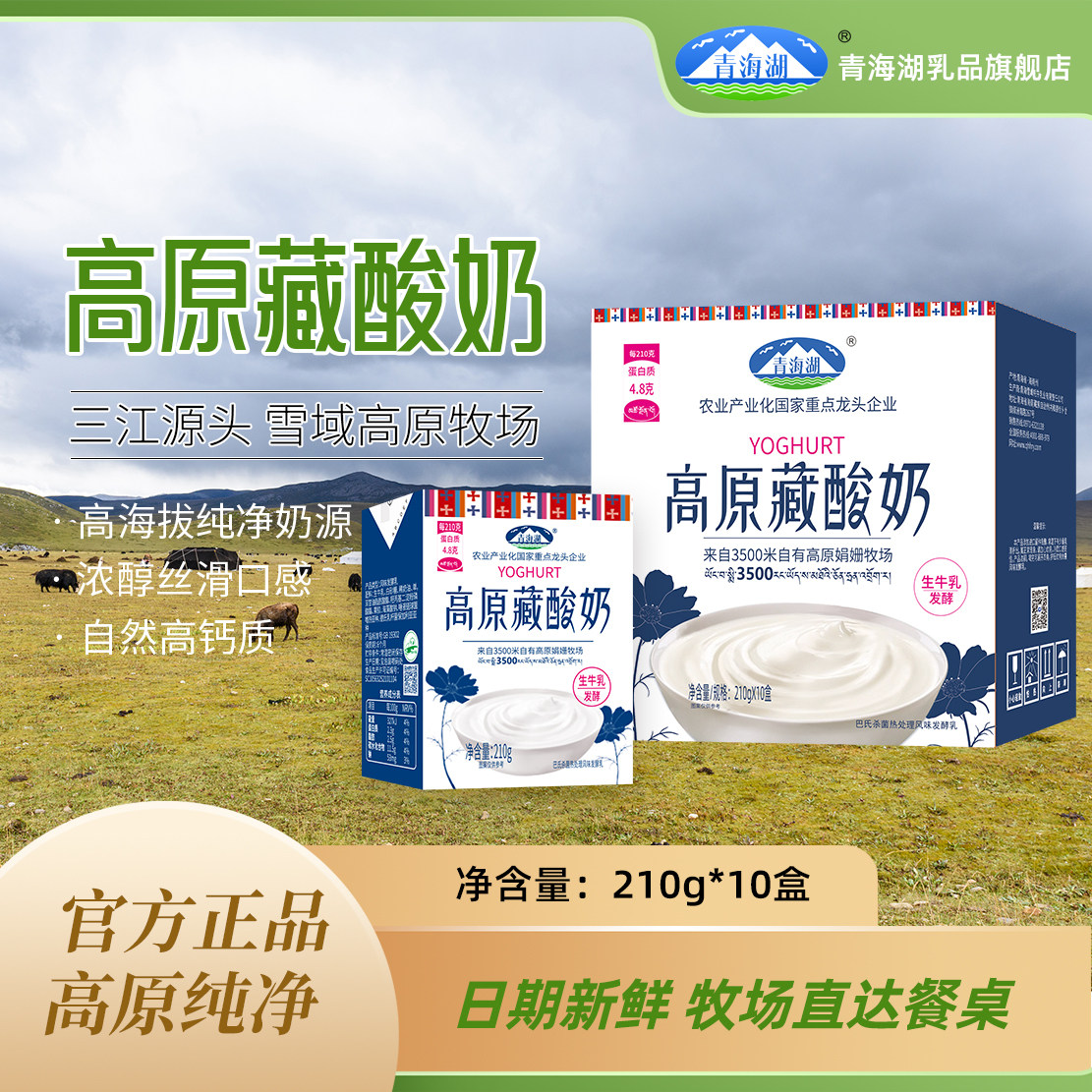 青海湖娟姗牧场高原藏酸奶210g*10盒整箱常温发酵乳早餐原味酸奶 - 实物图