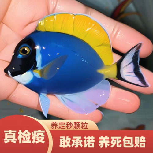 粉蓝吊海水鱼检疫养定秒颗粒蓝吊七彩吊三角吊大帆吊包损7天斑马