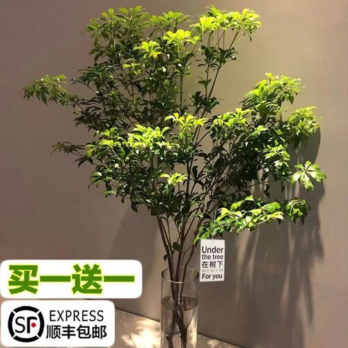 进口5A级马醉木水培植物鲜切枝条