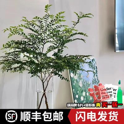 美男树ins风水培绿植鲜切枝吊钟马醉木平替客厅卧室净化空气易养